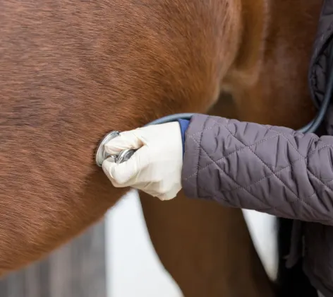 A veterinarian giving a horse medicine